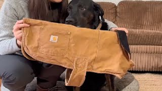 Carhartt Firm Duck Insulated Dog Chore Coat Review