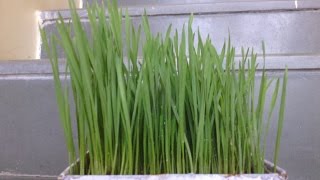 Navratri Puja 2018, घर में ज्वारे कैसे उगायें | How to grow wheatgrass at home in Hindi Navratri Puja 2018, घर में ज्वारे कैसे उगायें | How to grow wheatgrass at home in Hindi