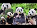 熊猫才是吃播界王者，眼泪不争气的从嘴角流下来 panda