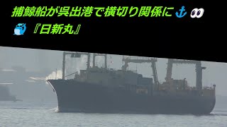 捕鯨船が呉出港で横切り関係に⚓👀🐳『日新丸』