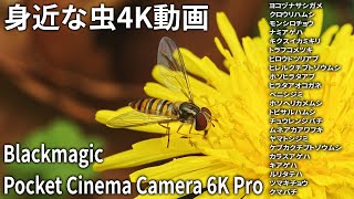 【身近な虫4K動画 #4】2021年4月中旬