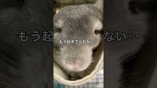 ハンモックで段々眠くなるチンチラがかわいい＃チンチラ＃chinchilla＃ハンモック