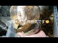 【挑戦への道】パラワンオオヒラタ♪幼虫♪菌糸交換♪