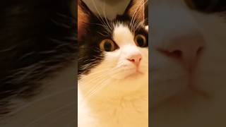 お顔ぷるぷる！完全に狙ってます！【#shorts 】猫動画　もと野良猫出身