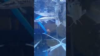 arowana fish Rolex entry