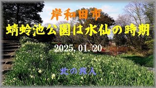 蜻蛉池の今は水仙　これからしばらく楽しめそう　　　2025.01.20