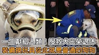 一生獻給人類！10歲搜救犬光榮退休　訓犬員「裝備換玩具」：從此你就是普通的狗狗