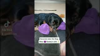 Scary story of a Rottweiler 🥲 | Daily Dose Of Rottweiler | #shorts #rottweiler