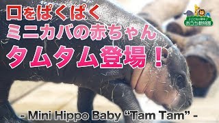 ニフレル ミニカバの赤ちゃんタムタム登場 - Mini Hippo Baby \