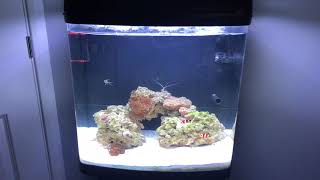 Equipment I use and tank tour - Kent Marine Bio Reef 94L