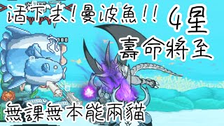 貓咪大戰爭 活下去!曼波魚!! 壽命將至 無課無本能兩貓