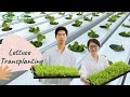 Lettuce transplanting in NFT hydroponics system byTrinog & Cityfarmer