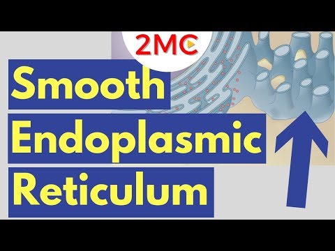 What is the main function of the smooth endoplasmic reticulum quizlet?