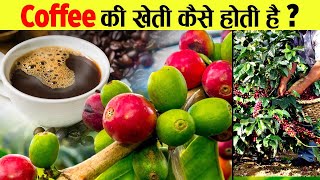 कॉफी की खेती, एक बार लगाने पर 50 साल तक देगी मुनाफा || Coffee Cultivation | How Coffee Is Made