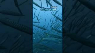 Barracuda Fish Attack #charnaisland #barracuda #shortsvideo #viral