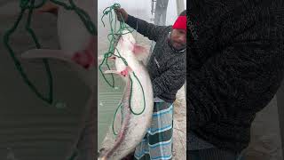 padma river's fresh big fish #fishing #fishingvideos #bigfish #reels #shorts