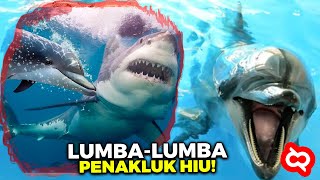 Hewan Tercerdas dan Paling Menakutkan Dilautan! Fakta Lumba Lumba Mamalia Laut Penguasa Perairan