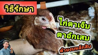 วิธีรักษาไก่ตาอักเสบ