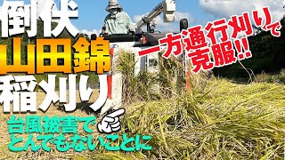 【山田錦稲刈り】台風でひどく倒伏した山田錦をどう刈る？KubotaER438