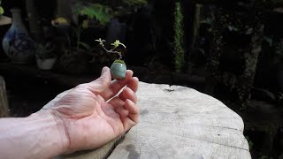 【Bonsai diary】  コガクウツギのミニ盆栽を作る　♯334