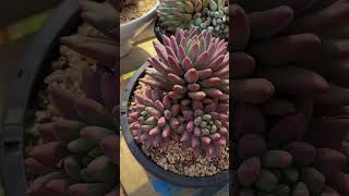 PRETTY SUCCULENT 等秋天到了，多肉价格就高咯 #succulent #plants #garden