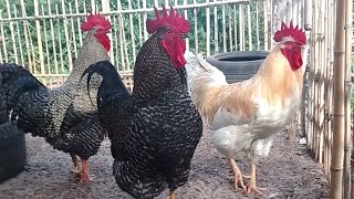 ¿Cuando veo a estos 3 Gallos pienso?🤔 #gallos #mascotas #chicken