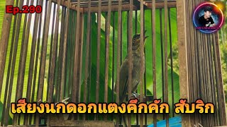 เสียงนกดอกแตงEp.290เสียงนกดอกแตงภาคใต้อารมณ์ดี ร้องเบิ้ล คึกคัก สับริก (Stripe-throated Bulbul)