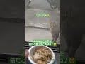 みんながこの子を猫だと言うけど実はね ご飯編 猫 猫のいる暮らし ねこ cat cats 猫可愛い short shorts animals