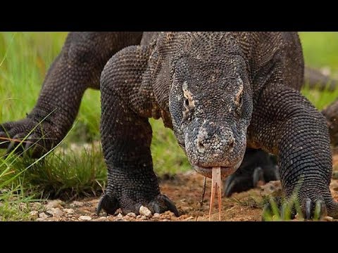 What animal today is closest to a dinosaur?