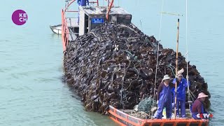 Kelp enters harvest season in east China