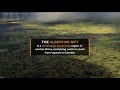 The Incredible Biodiversity of the Albertine Rift Ecosystem | One Tree Planted