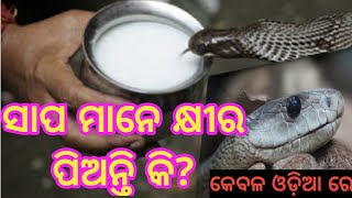 କ'ଣ ସାପ ମାନେ କ୍ଷୀର ପିଅନ୍ତି କି?Do Snakes Also Drink Milk?Aamo Odia Bhari Badhia(ଆମ ଓଡ଼ିଆ ଭାରି ବଢ଼ିଆ)