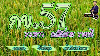 ข้าวพันธุ์ กข 57 กำลังออกรวงสุกสวย และลักษณะเด่นของสายพันธุ์