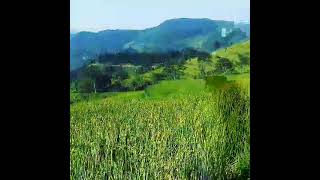 nepal Rice attracted around dhading phulkharka you can do nice culture home stay hiking around here