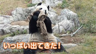 シンシンのドンゴロスおやつ！いっぱい出てきた♪　Giant Panda Shin Shin