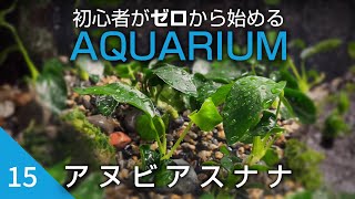 初心者がゼロから始めるアクアリウム【15】アヌビアスナナ追加とミスト式管理方法の小変更