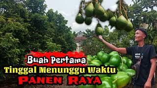 Buah Pertama || Tinggal Menunggu Waktu Panen Raya Buah Alpukat