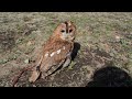 チャイちゃん☆初めてのお散歩in代々木公園