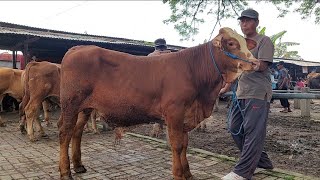 7.500 NEGO‼️PASAR SEPI LIMOSIN CROS JANTAN HARGA MURAH | Pasar Sapi Kerek