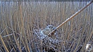 2017/05/10 11h31m Latvian Bittern~Female is feeding the chicks~