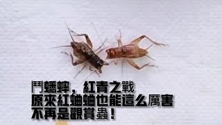 鬥蟋蟀，红青之戰，原来红蛐蛐也能这么厲害，不再是观赏蟲！