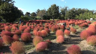 【奈良】馬見丘陵公園 Umami Kyuryo Park (Nara, Japan) (2023)