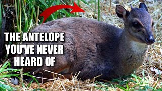 Blue Duiker Facts: the SMALLEST Antelope? | Animal Fact Files