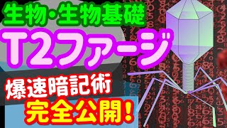 【生物基礎 43】遺伝子【T2ファージ】を宇宙一わかりやすく