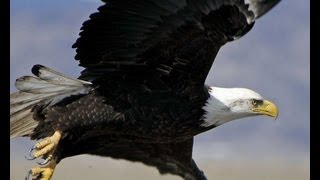 Free Bird - Cover - Lyrics - Chords