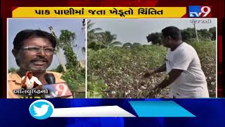 Gujarat: Farmers in distress as heavy rain damage crops, farmland| TV9News