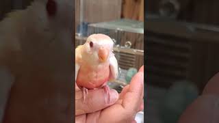 【インコ】アキクサインコ ルチノー雛 ♯レア ♯インコ ♯shorts ♯春 ♯Akikusaneko