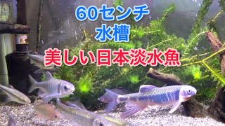 日本淡水魚の美しさを見てみよう