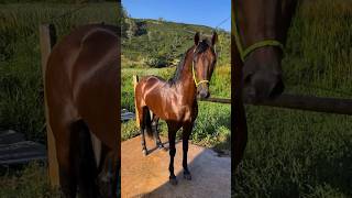 Garanhão mangalarga marchador!❤️🏆👏🏻👏🏻🤩😇🙏🏻🐎🥰