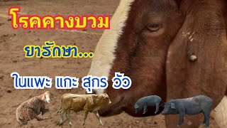 ยารักษา...โรคคางบวม ในแพะ,แกะ,สุกร,วัว  by ชีลองฟาร์ม